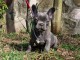 chiot bouledogue français a donner 