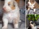 Je donne chiot berger australien 