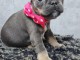 chiot bouledogue français femelle 
