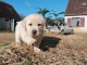 chiot golden retriever mâle à céder 