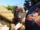chiot berger belge lof mâle a donner 