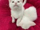 Bébé chaton disponible pour adoption 