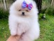 chiot spitz allemand femelle recherche une famille d