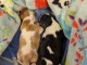 Bébé à adopter chiot cavalier king charle 