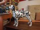 Chiots Dalmatien à vendre