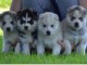chiot husky sibérien disponible pour adoption 