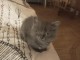Je donne chaton chartreux 