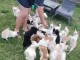 chiot chihuahua femelle a donner 