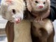 Bébé furets a donner femelle et mâle 
