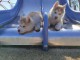 Deux chiots Sibérien Husky a vendre a petit prix 