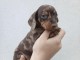 chiot teckel a poil ras disponible 