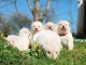 Berger blanc suisse a donner 
