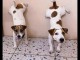 Superbe chiots jacks Russell 