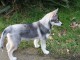 chiot sibérien husky a donner 