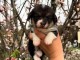 Chiots Welsh Corgi Pembroke a donner femelle 