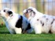 Magnifique chiot berger australien 