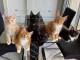 Dons chatons maine coon disponible 
