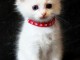 adorable chaton ragdoll à donner 