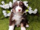 Dons chiot berger australien lof 