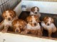 chiot épagneul breton à donner 