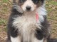 Femelle berger australien disponible 