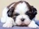 chiot Shih Tzu femelle adorable a donner 