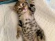 Egyptian mau x bengals disponible 