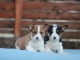 Basenji chiots à vendre