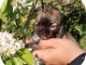 chiot chihuahua femelle a donner 
