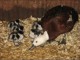 canads cygne coscoroba disponible 