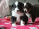 chiot berger australien 