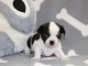 adoption chiot chihuahua 