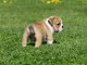 Bulldog anglais lof mâle a donner 