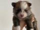 adoption chiot spitz allemand 