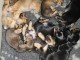Adoption chiot teckel disponible 