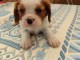 Bébé chiot cavalier king charle 