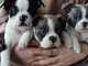 Adoption chiot Boston terrier mâle et femelle 