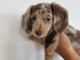 Dons chiot Teckels nain disponible 