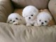 chiots a donner contre bon soin 