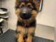 chiots berger allemand à adopter 