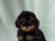 Black & tan Caniches Toy 