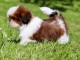 chiots Shih Tzu à donner mâle 