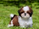 je donne chiot Shih Tzu à donner 
