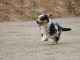 chiots berger australien mâle adorable 
