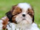 chiots Shih Tzu à donner 