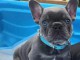 Chiots bouledogue français à donner 