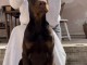 Chiot Doberman mâle à vendre