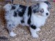 chien berger australien mâle a donner 