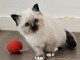 chaton sacré brimanie a donner 