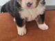 chiots bouvier bernois a donner 
